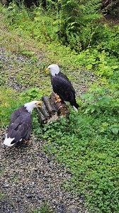 1.1M views · 73K reactions | Sunset, a Bald Eagle and...