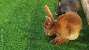Footage of rabbits in the rabbit stall, brown and other color, moving, playing, sniffing, playing on the artificial grass, animal life, pets