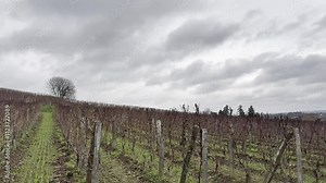 Lateral tracking shot of lush vineyards in the Saint-Émilion countryside, a renowned wine region in Bordeaux, France. Check my portfolio for more vineyard footage.