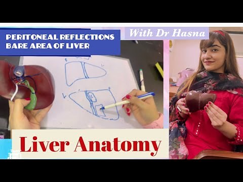 Liver Anatomy | Peritoneal reflections & Visceral Relations