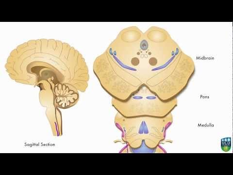 AXON: Spinothalamic Pathway (Pain & Temperature) From Foot (1 of 9)