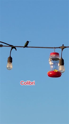 Colibri #nature