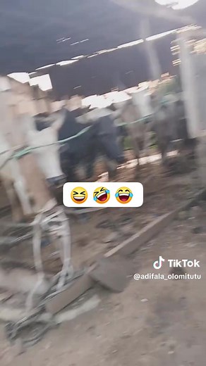 Awon maalu tin se apade lowo lori oro Muhammadu to nlo #viralvideoシ | Tani Olohun