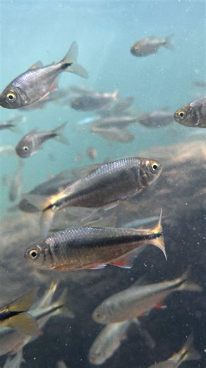 Un Río En El Río on Instagram: "¡Beben y beben y vuelven a beber! 🫧 Así suena la Navidad bajo el agua en el Río Santa Catarina.⁣ ⁣ En el video aparecen varias especies nativas:⁣ ⁣ 🥈 Tetra plateado (Astyanax argentatus)⁣ 🤠 Mojarra norteña (Herichthys cyanoguttatus)⁣ ❣️ Carpita roja (Cyprinella lutrensis)⁣ 🐟 Topote del Atlántico (Poecilia mexicana)⁣ ⁣ También aparece el guatopote manchado (Pseudoxiphophorus bimaculatus), una especie introducida que nos recuerda que el Río es un ecosistema comp