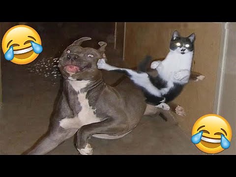 😂VIDEOS GRACIOSOS DE PERROS Y GATOS😂 | Si Te Ries Pierdes