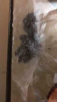 Pink toed tarantula molting (Time lapse)