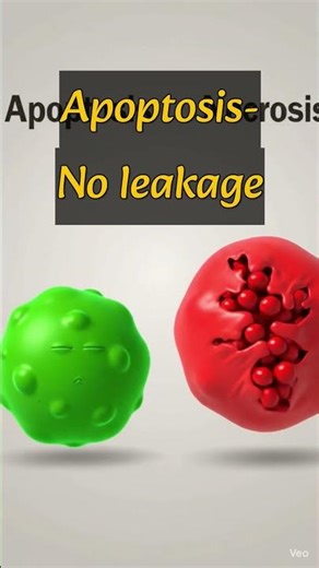 Apoptosis vs Necrosis: Robbins pathology quick revision #mbbs