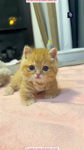 The Tiny Cat Who Found Comfort Inside a Bottle 😱