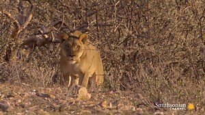 35K views · 253 reactions | Five Young Lion Brothers Mate with One Lioness | Animals world | Facebook