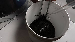 OMG.... Saving lives by milking TOXIC Spiders..😲🕷 at the Australian Reptile Park 🕷New Wild Episodes Every Sunday🕷 | Wild Charles