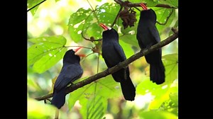 39K views · 4.1K reactions | White-fronted nunbirds calling (Monasa morphoeus) . It is a species of near-passerine bird in the family Bucconidae, the puffbirds, nunlets, and nunbirds. It is found Bolivia, Brazil, Colombia, Costa Rica, Ecuador, Honduras, Nicaragua, Panama, Peru, and Venezuela. | BIRDS & Nature | Facebook
