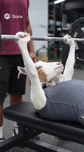 Felt light unracking it, but just didn’t have the strength to move it 😢#goat #goatsports #fyp