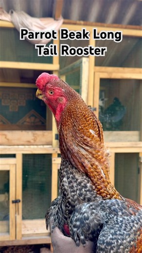 Parrot Beak Rooster | Parrot Beak Long Tail Rooster #shorts