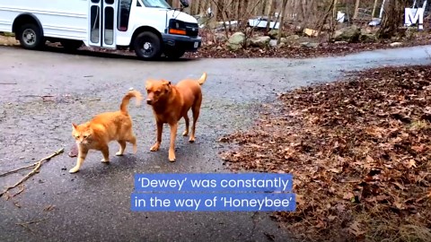 Annoying cat blocks dog's path