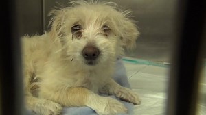 Tansferred to Pasadena Humane 3/17 TEENIE GIRL's just 2 years old and super sweet but she needs help fast, the Shelter is FULL and she's in the medical building! Please SHARE for her life, a FOSTER or ADOPTER would save this sweet girl now. Thanks! TEENIE GIRL #A5040348 My name is TEENIE GIRL and I'm an approximately 3 month old female Terrier. I am not yet spayed. I have been at the Carson Animal Care Center since 3/13. I will be available on 3/17. You can visit me at my temporary home at C404.