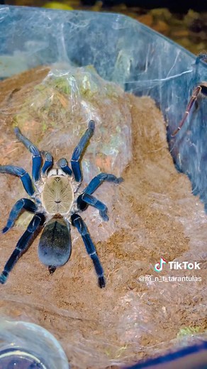 Cyriopagopus Lividus Pairing/Breeding Tips and Tricks