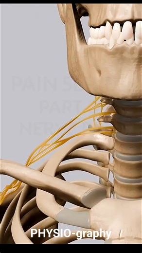 Nerve Pain Characteristic | PHYSIO-graphy
