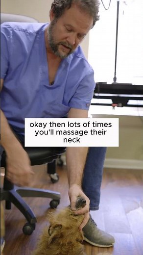 How to Give Your Dog a Pill by Marc Smith, DVM, MS