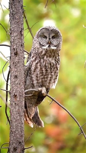 The Secret Life of Owls | Nesting, Hunting and Silent Flight
