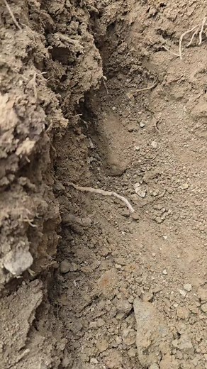 Descubrimiento de un Ágata Icónica Gigante