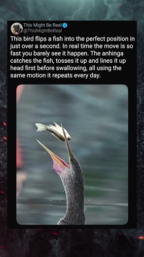 A Bird That Flips Fish Instantly