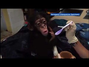 Baby chimp named Lily rescued after being kept as pet in small cage