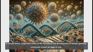 Oogenesis in biology