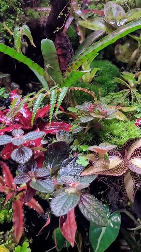 Check out this INCREDIBLE terrarium from Rüdiger König, featuring the Plant 3.0 LED as part of the lighting system! Check out more of his creations here: https://www.instagram.com/rk_terradesign/ | Fluval