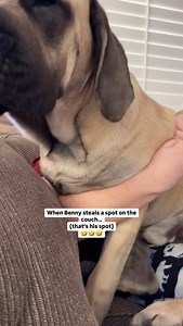 Big Dog Problems. Benny never wants to sit “alone”. | Bowser The Giant Mastiff