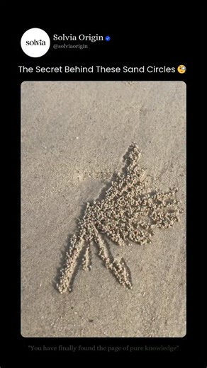 Solvia Origin on Instagram: "🦀 Why Are Beaches Covered in Tiny Sand Balls?! - Ever walked on a beach and noticed thousands of tiny sand spheres scattered in perfect patterns? This isn’t random — it’s the work of sand bubbler crabs. These small beach crabs feed by scooping up wet sand and filtering out microscopic food like algae, bacteria, and organic matter. Once the nutrients are eaten, the leftover clean sand is rolled into tiny balls and pushed away from their burrow. One crab can create hu