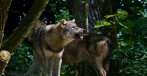 Video by Nicky Pe on Pexels