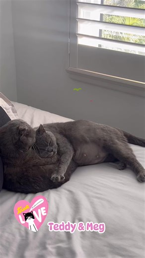 2K views · 168 reactions | True love for expecting parents Teddy and Meg  #cat #catsofinstagram #CAT #kitte #catlover | My Little Kittie | Facebook