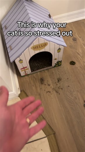 The number one way to fix cat stress is to get them a cat scratcher #Cat #CatStress #CatToys #catscratcher