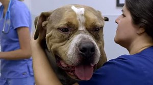 'Pit Bulls & Parolees' Exclusive Preview: Mariah and Vet Team Evaluate Poor Sampson