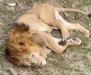アドベンチャーワールド 公式 on Instagram: ". 爆睡中のライオン🦁 ライオンテラスからなら、無防備な肉球も見られるかも？！ #ライオン #アドベンチャーワールド #サファリワールド #動物 #アニマル #動物園 #水族館 #テーマパーク #関西 #お出かけ #お出かけスポット #旅行 #和歌山旅行 #白浜旅行 #和歌山 #白浜 #日本 #adventureworld #shirahama #wakayama #japan #zoo #animal #lion"