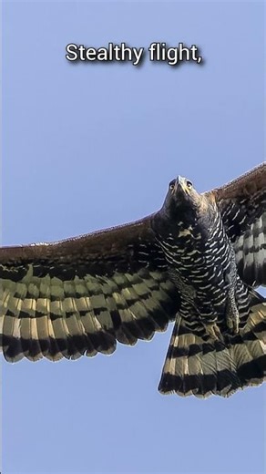 Africa's Apex Hunter | Crowned Eagle | S01 001 | Apex Birds of the World