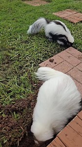 Fun fact: Skunks are diggers 😆 #outdoors #skunk #shenanigans #muddybuddies | Mr. Howie Mansmell