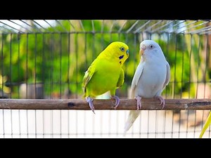 Parakeet Sounds and Their Meanings 🐦🔊