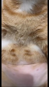 #cat #money #funnyvideos | Meme Cat