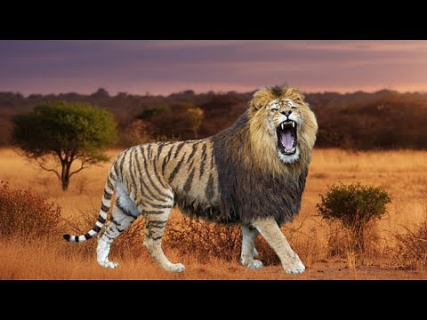 These Hybrid Big Cats Actually Exist!