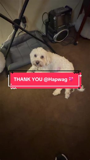 Thank you @HAPWAG PETS for the wonderful probiotic for my beautiful doggy Astro… You feel good as a pet parent giving it to your animal! #hapwagprobiotic #dogsoftiktok #doghealth #ttshop #pethealth