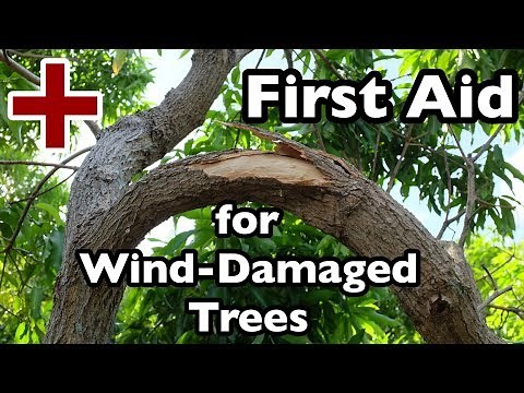 First Aid for Wind-Damaged Trees