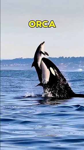 Why the Orca is Earth's Deadliest Apex Predator (Not the Shark) #shorts #marine