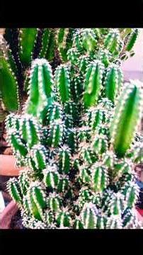 #KAKTÜS TÜRLERİ VARIETES OF #CACTUS #keşfetbeniöneçıkar #youtubeshorts #KEŞFET #SHORTS #KEŞFETTEYİM