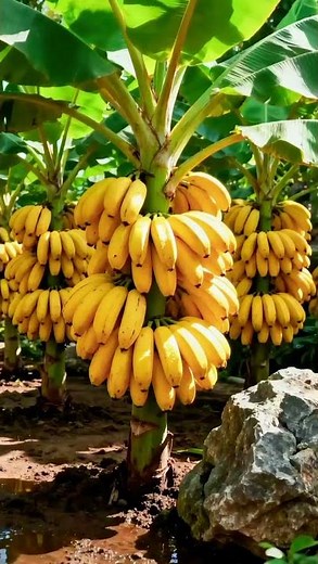 🌴 Stunning Hawaiian Banana Plantations: Golden Harvests in Paradise USA! | Tropical Farming Secrets