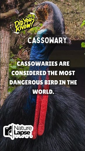 Cassowary: The World's Most Dangerous Bird!