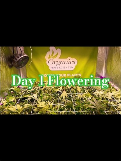 #cannabisdaily LST & Scrog Medicine Man + Scotts OG (Tag 1 🌸) #indoorplants #organicgrow 🇩🇪 🌿