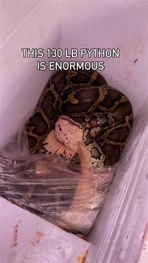 Ben Friedman on Instagram: "This 130lb BURMESE PYTHON is the is the biggest snake you've ever seen"