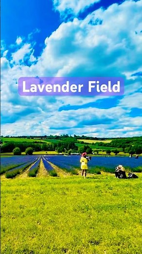 Why Is Everyone Visiting This Lavender Farm?