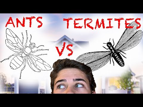 Flying Ants VS Flying Termites (AKA Swarmers)